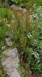   Rumex  sp . , emersed; photo: S.L. Winterton 