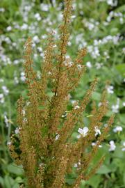   Rumex  sp. inflorescence; photo: S.L. Winterton 