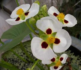   Sagittaria montevidensis  flowers; photo: S.L. Winterton 