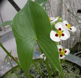   Sagittaria montevidensis , emersed; photo: S.L. Winterton 