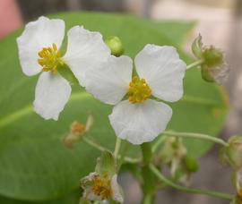   Sagittaria sanfordii  flowers; photo: S.L. Winterton 