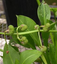  Sagittaria sanfordii  fruit; photo: S.L. Winterton