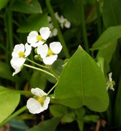   Sagittaria sanfordii  inflorescence; photo: S.L. Winterton 