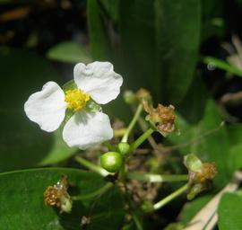   Sagittaria  sp. flower; photo: S.L. Winterton 