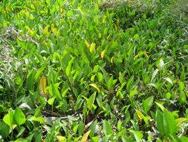   Sagittaria  sp., emersed; photo: S.L. Winterton 