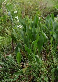   Sagittaria  sp., emersed; photo: S.L. Winterton 