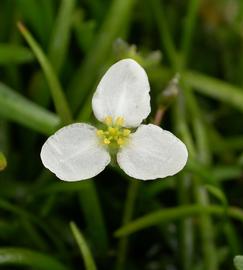   Sagittaria subulata  flower; photo: S.L. Winterton 