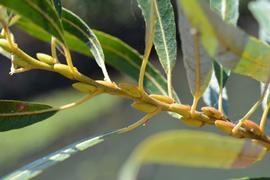   Salix  sp. buds; photo: S.L. Winterton 