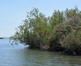   Salix  sp. at water's edge; photo: S.L. Winterton 