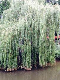   Salix  sp. at water's edge; photo: S.L. Winterton 