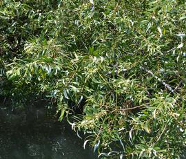   Salix  sp. leaves; photo: S.L. Winterton 