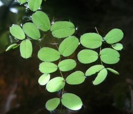   Salvinia minima , floating; photo: S.L. Winterton 