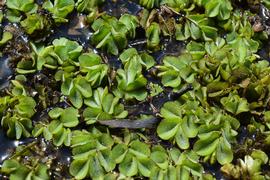   Salvinia molesta , floating; photo: S.L. Winterton 