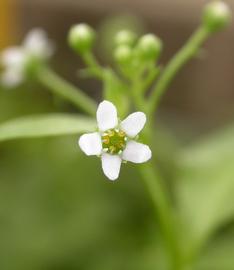   Samolus valerandi  flower; photo: S.L. Winterton 