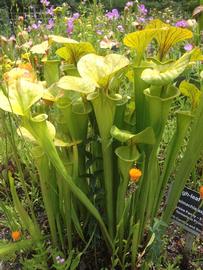   Sarracenia flava ; photo: S.L. Winterton 