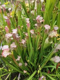   Sarracenia leucophylla , emersed; photo: S.L. Winterton 