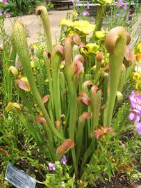   Sarracenia minor , emersed; photo: S.L. Winterton 