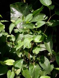   Saururus chinensis  leaves; photo: S.L. Winterton 