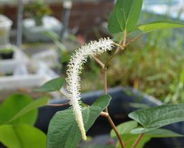   Saururus cernuus  spike; photo: S.L. Winterton 