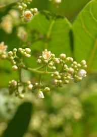   Schinus terebinthifolia  inflorescence and flower; photo: S.L. Winterton 