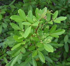   Schinus terebinthifolia , emersed; photo: S.L. Winterton 