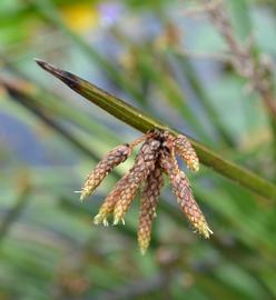   Schoenoplectus mucronatus  inflorescence; photo: S.L. Winterton 