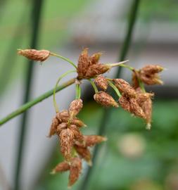   Schoenoplectus tabernaemontani  inflorescence; photo: S.L. Winterton 