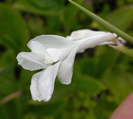   Schumannianthus dichotomus  flower; photo: S.L. Winterton 