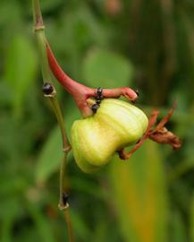   Schumannianthus dichotomus  fruit; photo: S.L. Winterton 