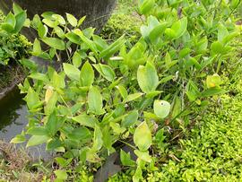   Schumannianthus dichotomus  leaves; photo: S.L. Winterton 