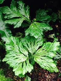   Selaginella grandis , emersed; photo: S.L. Winterton 