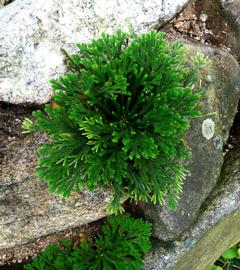   Selaginella  sp., emersed; photo: S.L. Winterton 