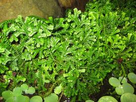   Selaginella kraussiana , emersed; photo: S.L. Winterton 