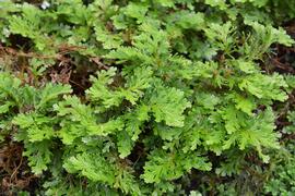   Selaginella martensii , emersed; photo: S.L. Winterton 