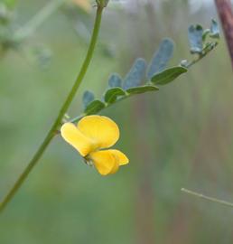   Sesbania bispinosa  flower, front view; photo: S.L. Winterton 