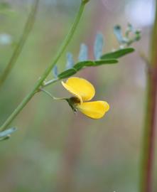   Sesbania bispinosa  flower, side view; photo: S.L. Winterton 