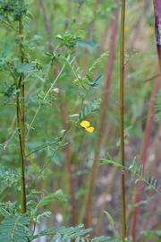   Sesbania bispinosa , emersed; photo: S.L. Winterton 