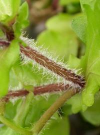  Shinnersia rivularis  stem; photo: S.L. Winterton