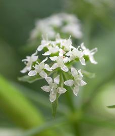   Sium  sp. flowers; photo: S.L. Winterton 