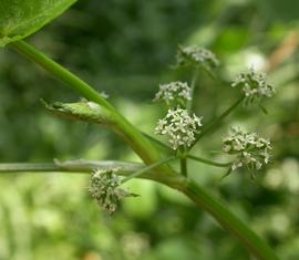   Sium  sp. inflorescence; photo: S.L. Winterton 