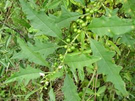   Solanum tampicense  leaves; photo © Chelsie Vandaveer, Atlas of Florida Plants 