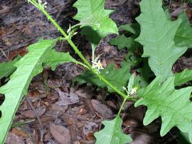  Solanum tampicense  axillary flowers; photo © Chelsie Vandaveer, Atlas of Florida Plants