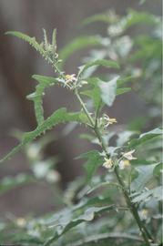  Solanum tampicense  axillary flowers; photo © Dennis Girard, Atlas of Florida Plants