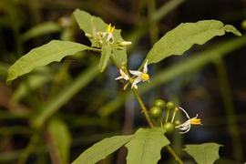  Solanum tampicense  axillary flowers; photo © Keith Bradley, Atlas of Florida Plants