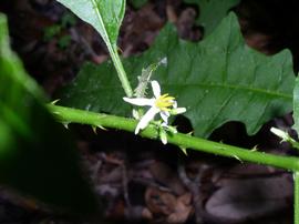  Solanum tampicense  flower; photo © Chelsie Vandaveer, Atlas of Florida Plants