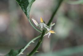   Solanum tampicense  flower; photo © Dennis Girard, Atlas of Florida Plants 