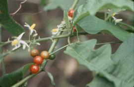  Solanum tampicense  fruit; photo © Dennis Girard, Atlas of Florida Plants