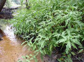   Solanum tampicense ; photo © Chelsie Vandaveer, Atlas of Florida Plants 