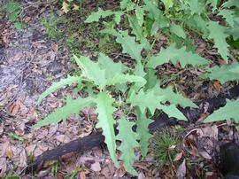   Solanum tampicense  leaves; photo © Chelsie Vandaveer, Atlas of Florida Plants 