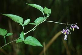   Solanum dulcamara ; photo © John M. Randall/The Nature Conservancy 